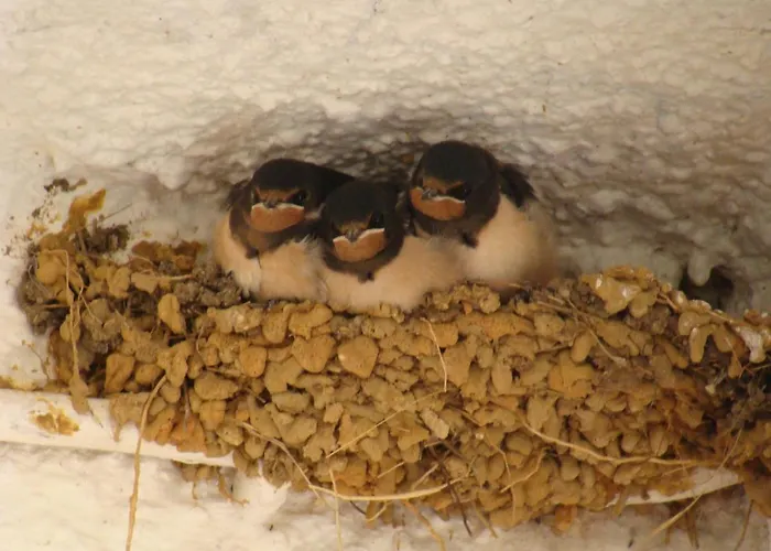 Lugar Andorinhas * Olhos de Agua (Albufeira)